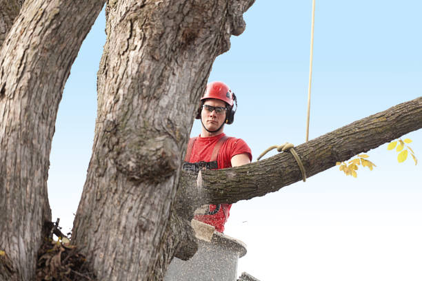 How Our Tree Care Process Works  in  Spring Valley, AZ