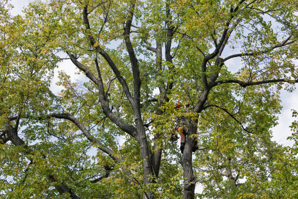 Reliable Spring Valley, AZ Tree Care Solutions